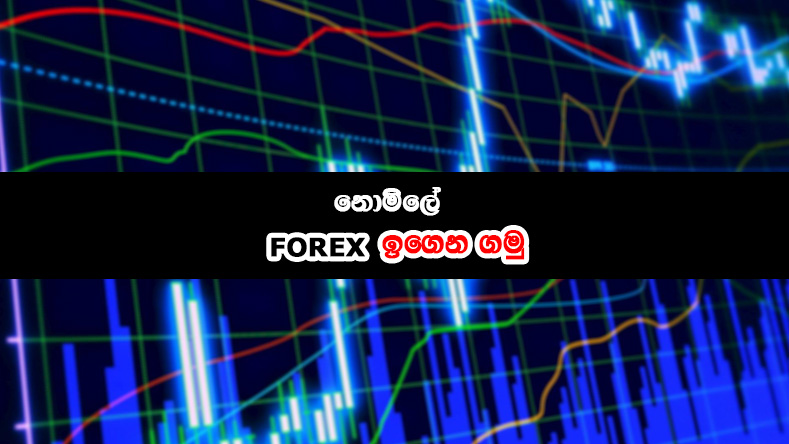 Learn forex and earn with tickmill stp broker and icmarkets true ecn broker in Sri Lanka in Sinhala